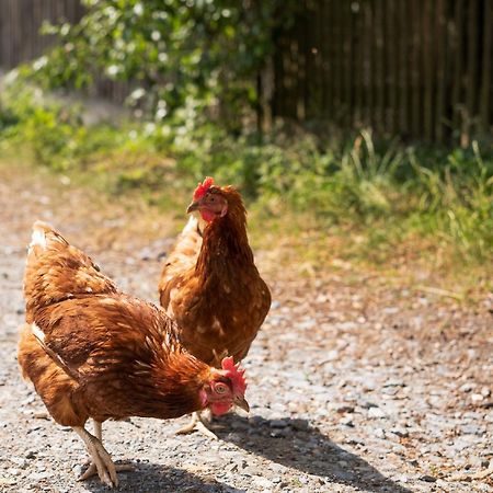 Bio Ferienhof Erzengel Berg  Dış mekan fotoğraf