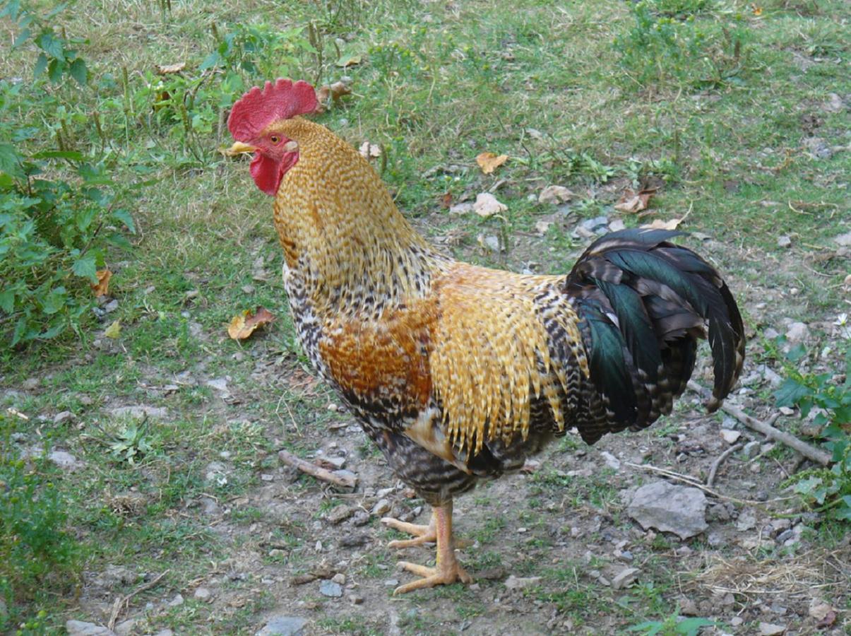 Bio Ferienhof Erzengel Berg  Dış mekan fotoğraf